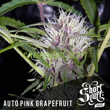 Auto Pink Grapefruit - zum Schließen ins Bild klicken