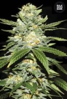 Auto Perfect Powerplant female