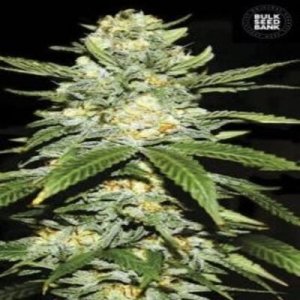 (imagen para) Auto Purple Glam Kush female