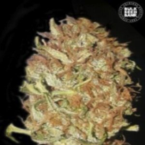 (image pour) Auto Psychedelic female