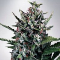 (Bild für) Auto Silver Bullet fem
