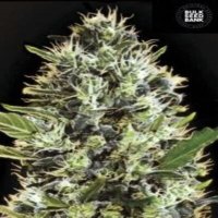 (Bild für) Auto Sunmango aka Somango female