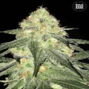 (imagen para) Auto Sour Diesel female