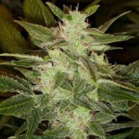 Auto Speed Haze fem Auto Speed Haze fem