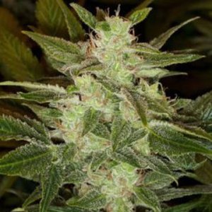 Auto Speed Haze fem