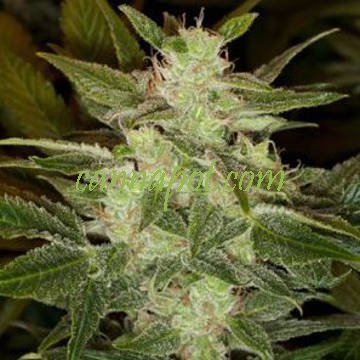 Auto Speed Haze fem - zum Schließen ins Bild klicken