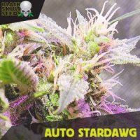 Auto Stardawg fem Auto Stardawg fem