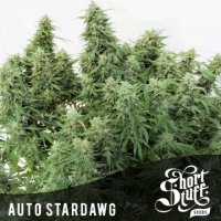 Auto Stardawg