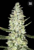 Auto Special Skunk female