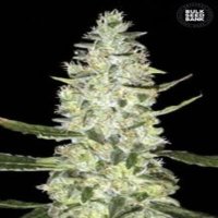 (image for) Auto Special Skunk female
