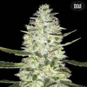 (image for) Auto Special Skunk female