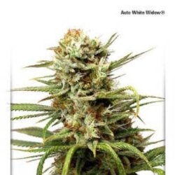 Ein allgemeines Bild