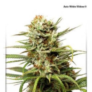 (imagen para) Auto White Widow