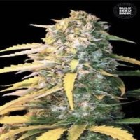 (image pour) Auto White Widow female