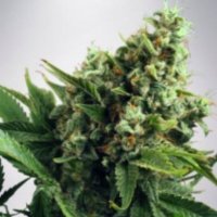 (Bild für) Auto White Widow fem