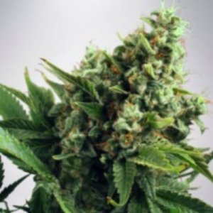 (image for) Auto White Widow fem