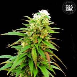 Ein allgemeines Bild