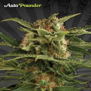 (Bild für) Auto Pounder female