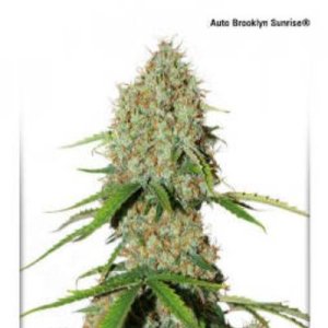 (imagen para) AutoBrooklyn Sunrise