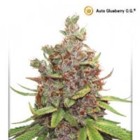 (image pour) AutoGlueberry OG