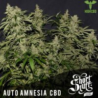 Auto Amnesia CBD