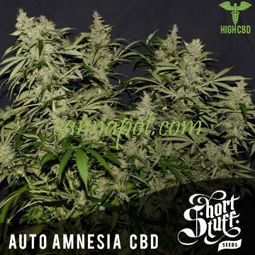 Auto Amnesia CBD - zum Schließen ins Bild klicken