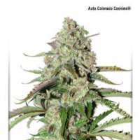 (image pour) AutoColorado Cookies