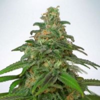 (Bild für) Auto Mandarin Haze fem