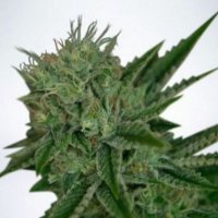 (image pour) Auto Northern Lights fem