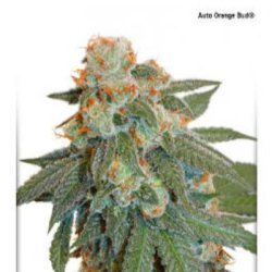 Ein allgemeines Bild