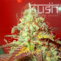 Critical Kush Critical Kush