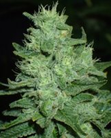 (G13 Hashplant x Chitral) F3 x Taskenti F2 (G13 Hashplant x Chitral) F3 x Taskenti F2