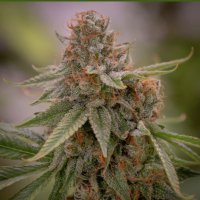 (Bild für) Babylon Buster