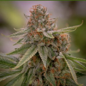 (Bild für) Babylon Buster