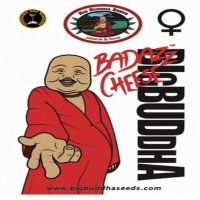 (image for) Badazz Cheese fem