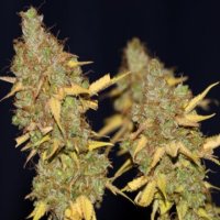 Badazz Cookies OG female