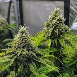 Ein allgemeines Bild