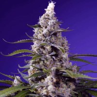 (Bild für) Banana Cream Cake XL Auto fem