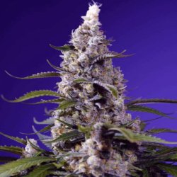 Une image générale