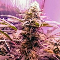(Bild für) Banana Diesel 6 fem