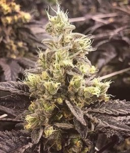 (Bild für) Banana Glue #4 5 fem