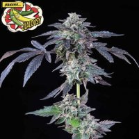 (Bild für) Banana Jealousy female