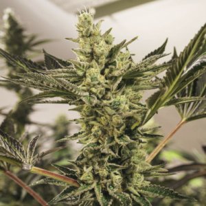 (Bild für) Banana Mash Auto fem