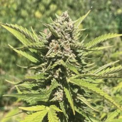 Ein allgemeines Bild