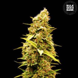 Ein allgemeines Bild