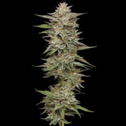 Ein allgemeines Bild