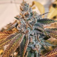 (Bild für) Banana Punch 5 fem