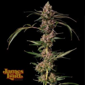 (Bild für) Banana Punch Gelato Auto