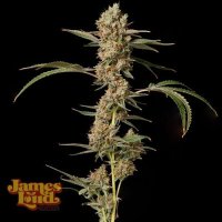 (Bild für) Banana Punch OG Auto