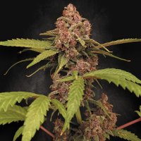 (Bild für) Banana Purple Auto fem